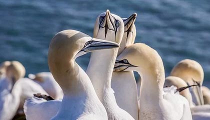 开云中国-沃尔夫斯堡迎战多特蒙德，争取三分，沃尔夫斯堡队