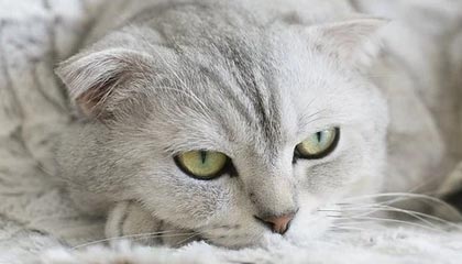 开云在线直播-皇马官宣新援加盟，姆巴佩转会大戏尘埃落定，曝皇马放弃今夏引进姆巴佩