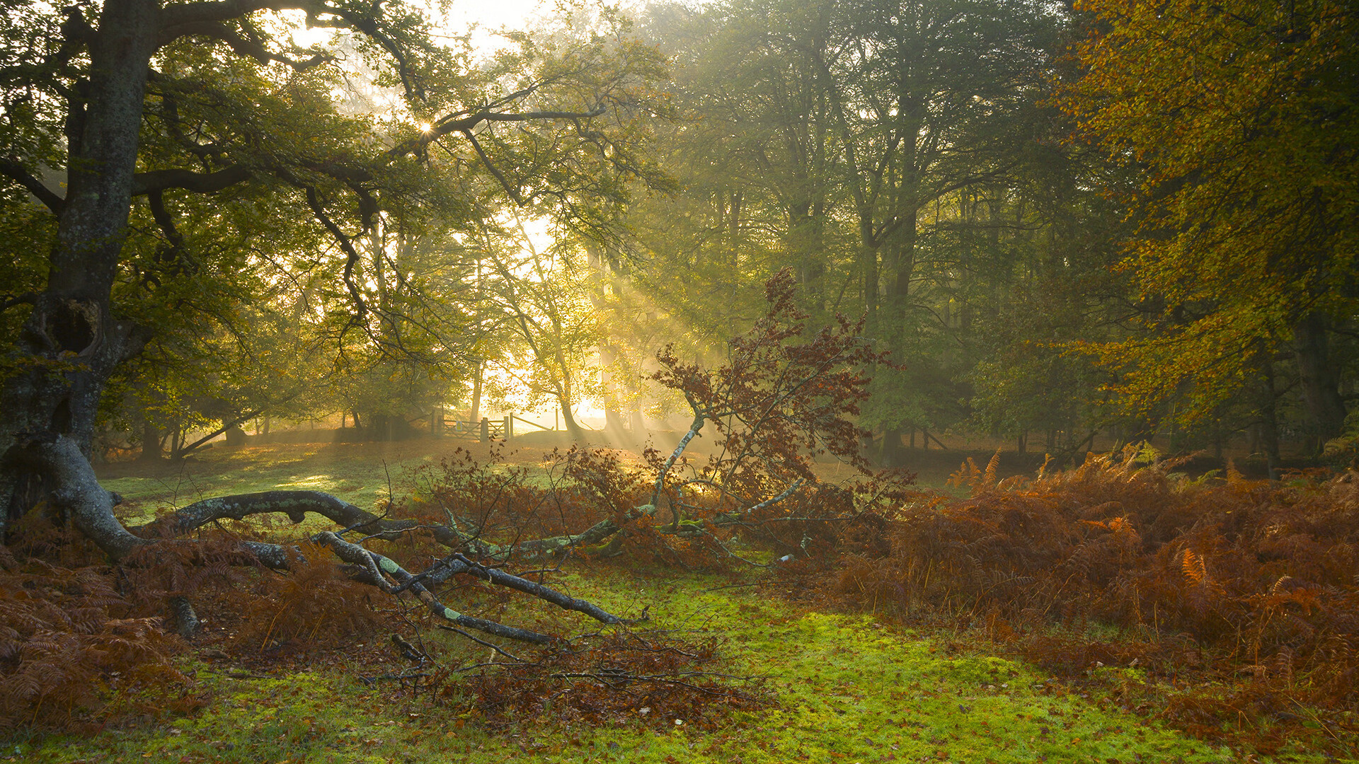 kaiyun.com-爱尔兰橄榄球政策助力俱乐部和青训体系发展，爱尔兰橄榄球国家队