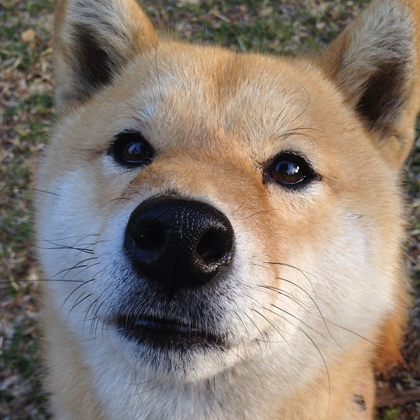 Kaiyun官方登录入口-虚拟现实竞技场成为新热点，足球赛事全景体验极致沉浸，虚拟足球怎么玩法介绍