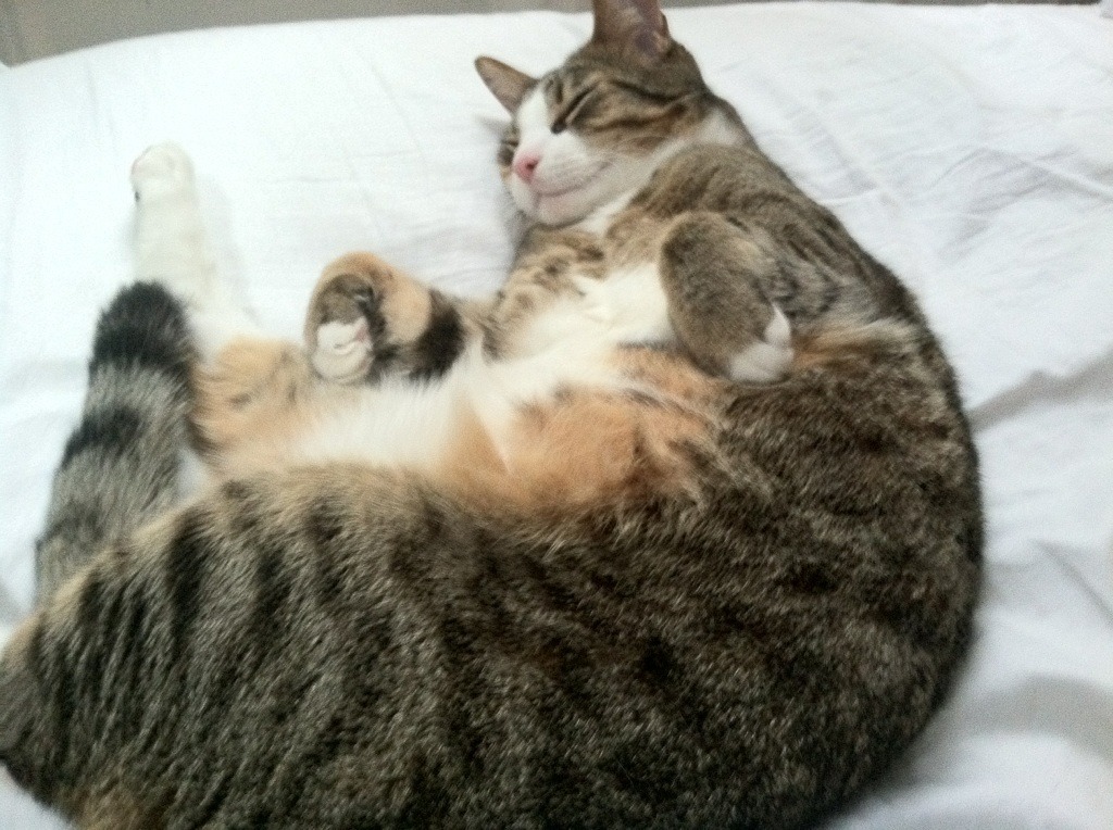 西甲巅峰碰撞:战术创新中的经典时刻,西甲sporting