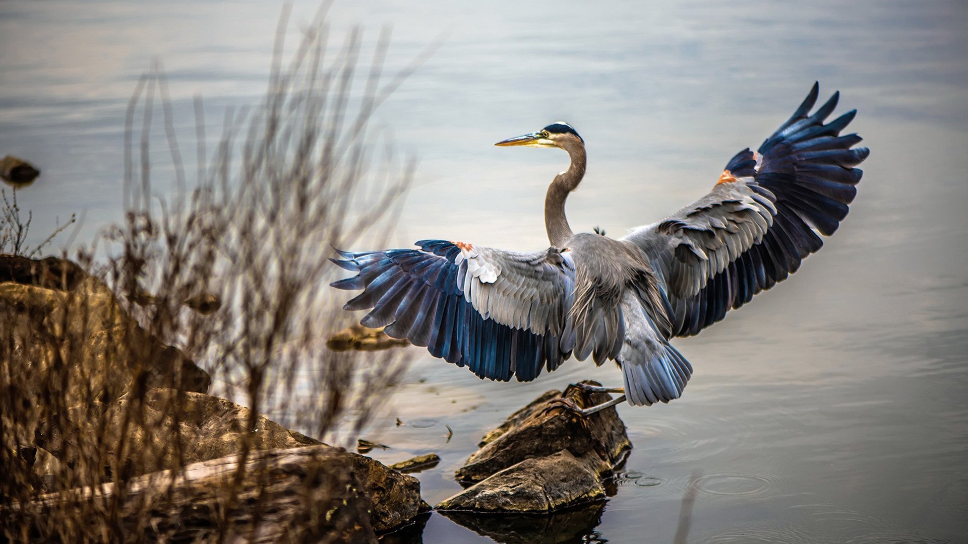 贝尔哈德·福特:全黑队中不容忽视的技术型球员,贝尔福特vs丹亨德森