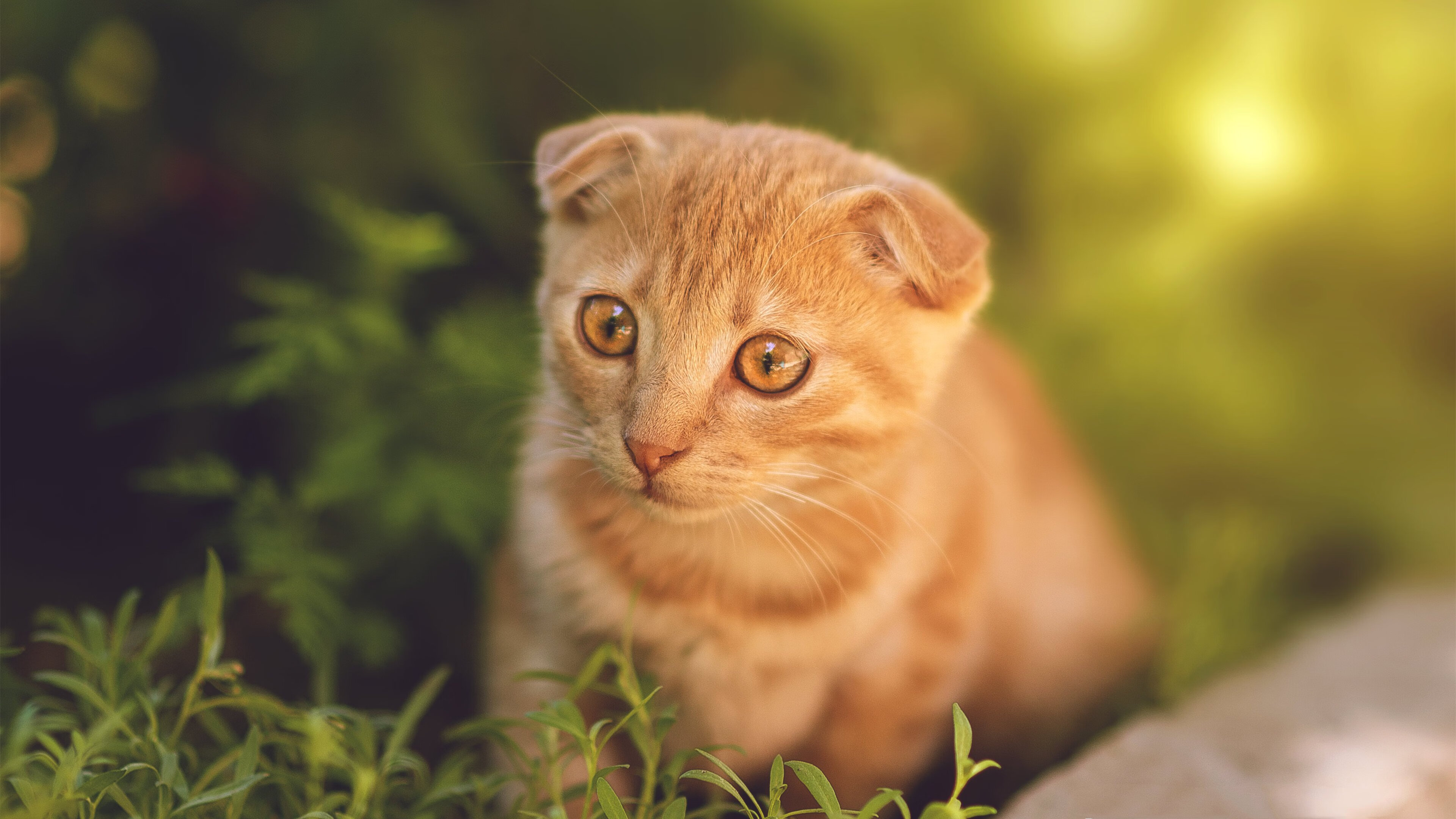 足球校园联赛扩大覆盖范围至全国,全国校园足球联赛大学组